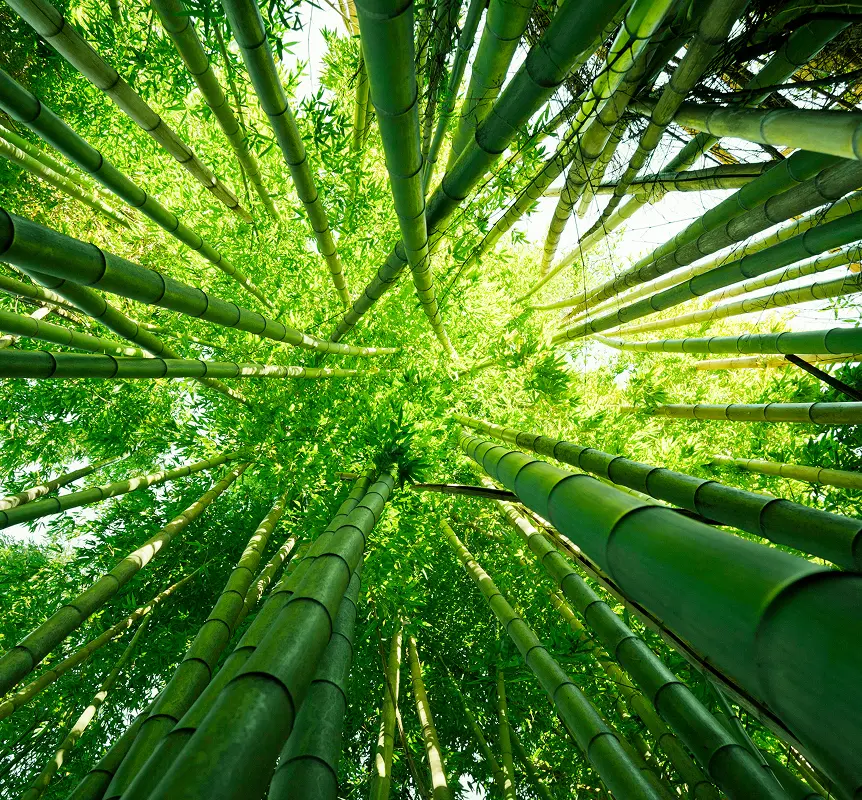 Bamboo