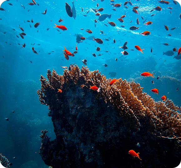 Sustainable Packaging Solutions